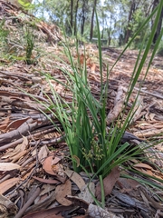 Lomandra laxa