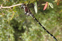 Eusynthemis tillyardi