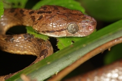 Boiga