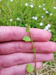 Lobelia angulata