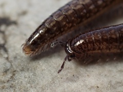 Caseyidae