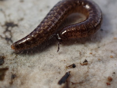 Caseyidae