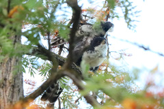 Accipiter melanoleucus