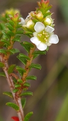 Baeckea diosmifolia