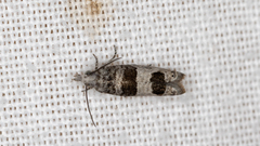 Spilonota constrictana