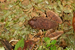 Dubois's Leaping Frog photo 2
