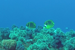 Chaetodon lunula