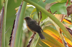 Turdus olivaceus