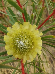 Protea scolymocephala