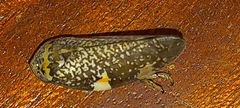 Ptyelus grossus