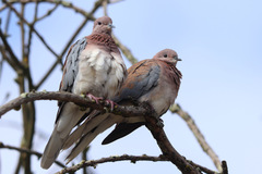 Streptopelia senegalensis senegalensis
