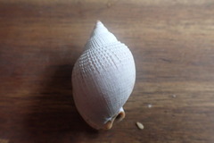 Semicassis semigranosa