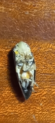 Ptyelus grossus