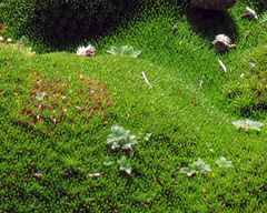 Plantago gunnii