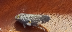 Ptyelus grossus