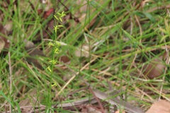 Stackhousia viminea