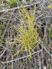 Asclepias fascicularis