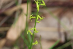 Stackhousia viminea