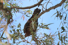 Accipiter melanoleucus