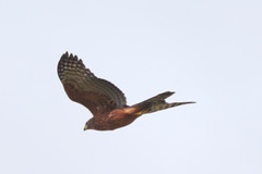 Accipiter melanoleucus