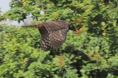 Accipiter melanoleucus
