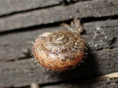 Xerotricha conspurcata