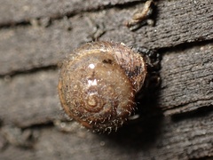 Xerotricha conspurcata