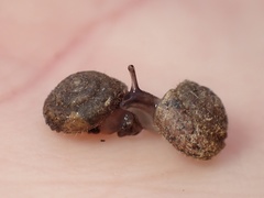 Xerotricha conspurcata