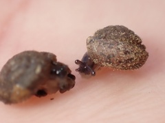 Xerotricha conspurcata