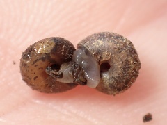 Xerotricha conspurcata