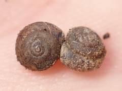 Xerotricha conspurcata