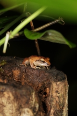 Pseudophilautus amboli