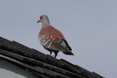 Columba guinea phaeonota