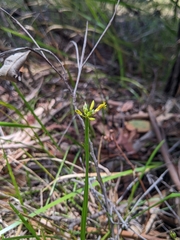 Tricoryne anceps pterocaulon