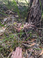 Tricoryne anceps pterocaulon