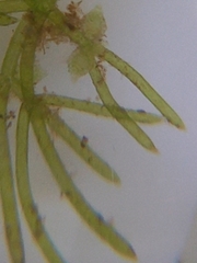 Nitella stuartii