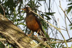 Turdus olivaceus