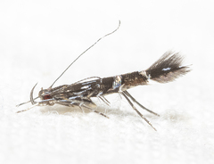 Cosmopterix pulchrimella
