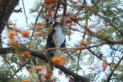 Accipiter melanoleucus