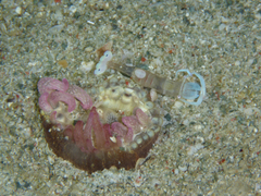 Ancylomenes magnificus