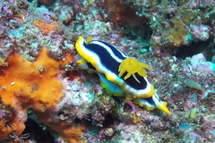 Chromodoris africana