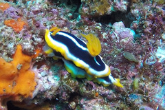 Chromodoris africana