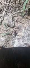 Latrodectus mactans