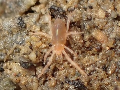 Rhagidiidae