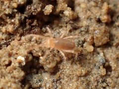 Rhagidiidae