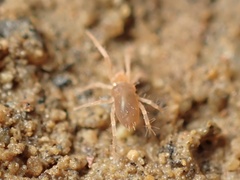 Rhagidiidae