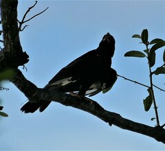 Bubalornis niger niger