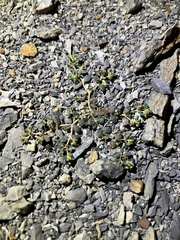 Euphorbia cryptorubra