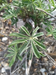 Lupinus longifolius