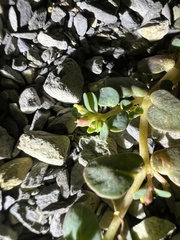 Euphorbia cryptorubra